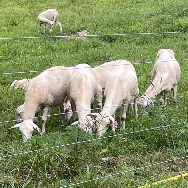 IMG-20260921-WA0009 St. Croix Sheep for Sale