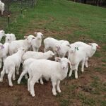 St. Croix Sheep for Sale