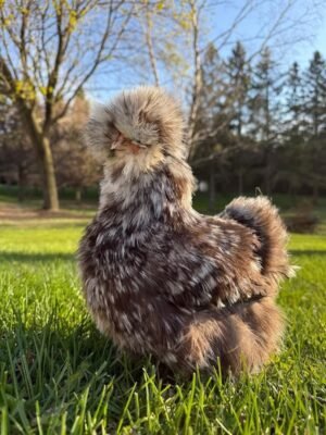 WhatsApp Image 2026-05-11 at 3.19.15 PM (1) silkies hens