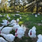 Broad Breasted White Turkeys