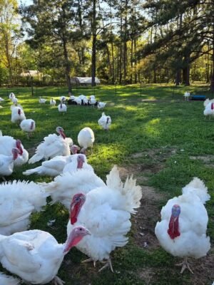 Broad Breasted White Turkeys