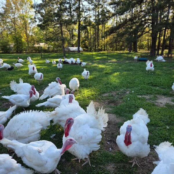 Broad Breasted White Turkeys