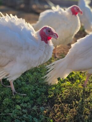 Male Midget White Turkey Toms