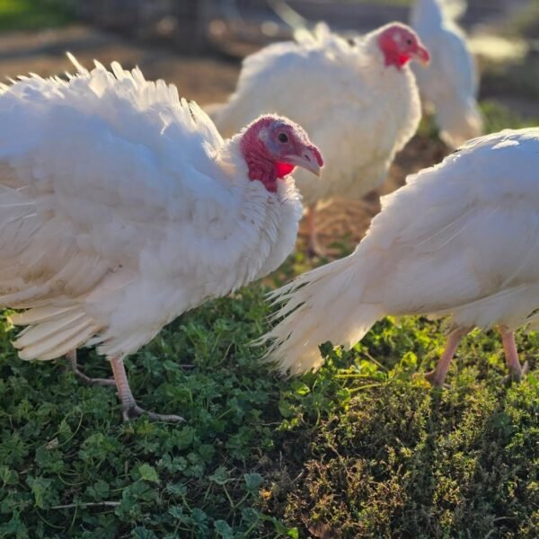 WhatsApp Image 2026-09-17 at 2.35.32 AM (2) Male Midget White Turkey Toms