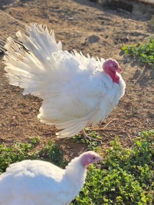 Male Broad Breasted White Turkey Toms