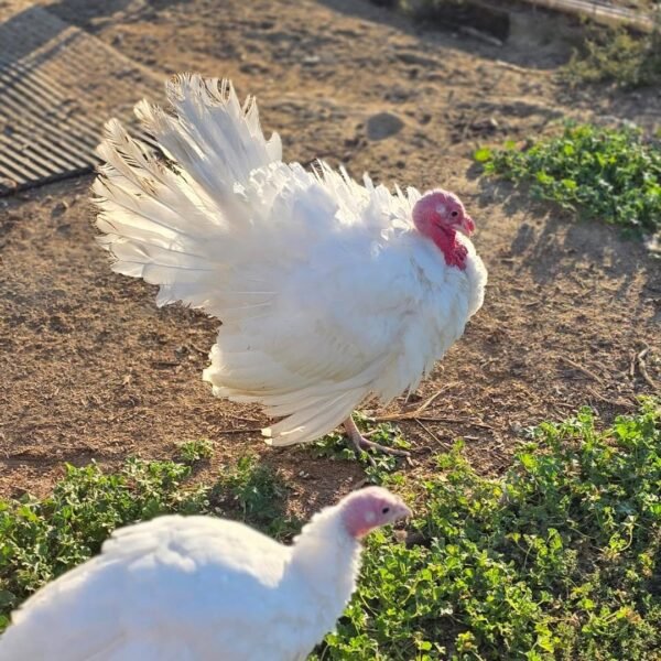 WhatsApp Image 2026-09-17 at 2.35.33 AM Male Broad Breasted White Turkey Toms