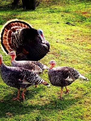 Female Broad Breasted Bronze Turkeys