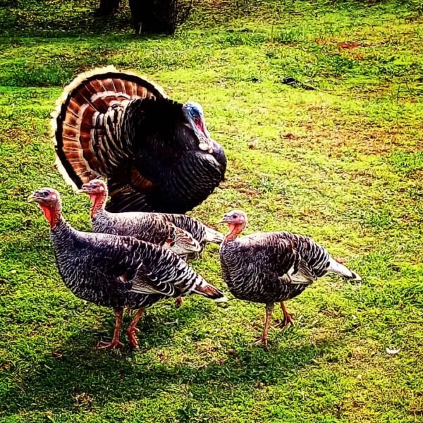 Female Broad Breasted Bronze Turkeys