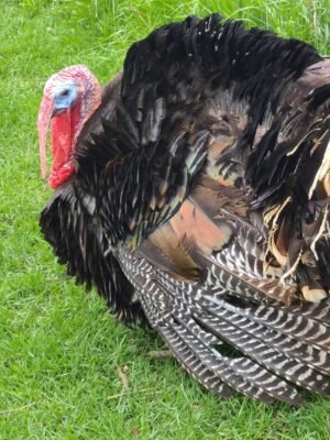 Male Broad Breasted Bronze Turkey Toms