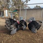 Female Broad Breasted Bronze Turkeys