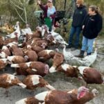 Female Bourbon Red Turkeys