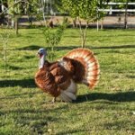 Male Bourbon Red Turkey Toms