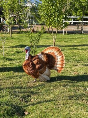 Male Bourbon Red Turkey Toms