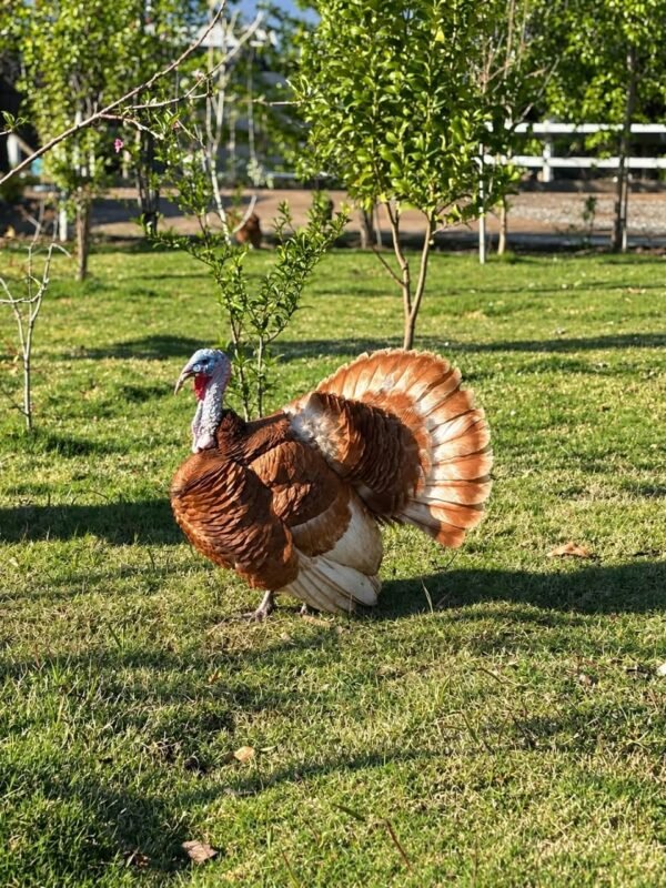 Male Bourbon Red Turkey Toms