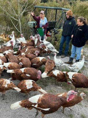 Female Bourbon Red Turkeys