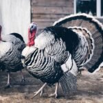 Male Narragansett Turkey Toms