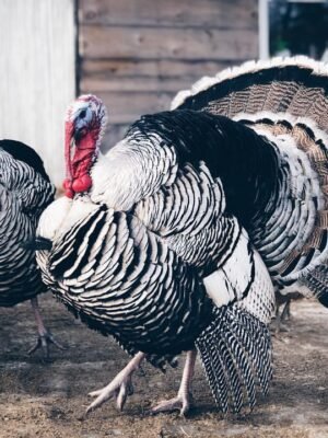 Male Narragansett Turkey Toms
