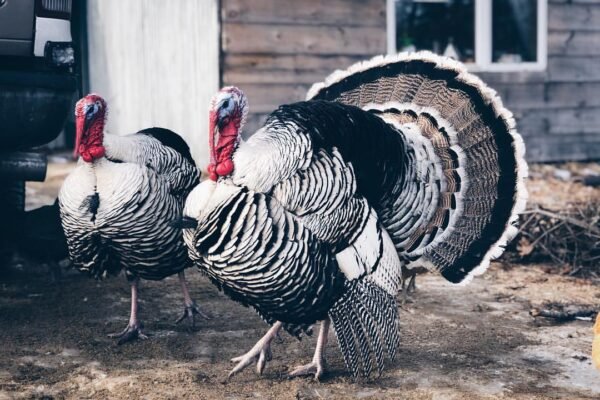 Male Narragansett Turkey Toms