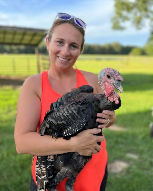 Female Standard Bronze Turkeys