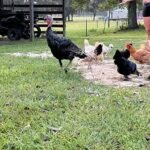 Female Standard Bronze Turkeys