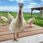 Female Midget White Turkeys