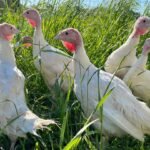 Female Midget White Turkeys