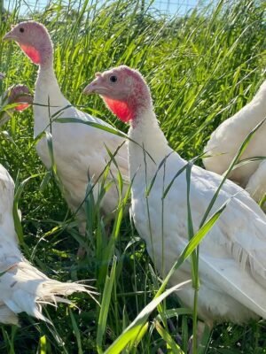 Female Midget White Turkeys