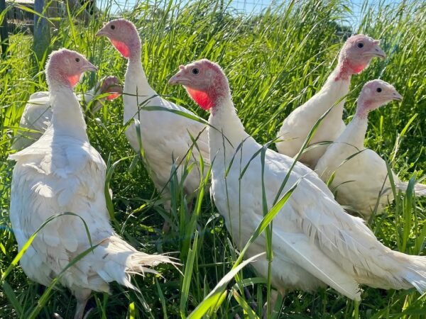 Female Midget White Turkeys