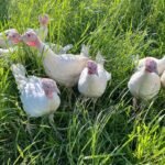 Female Beltsville Small White Turkeys