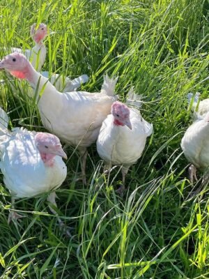 Female Beltsville Small White Turkeys