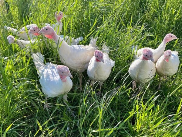 Female Beltsville Small White Turkeys