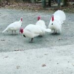 Male Beltsville Small White Turkey Toms