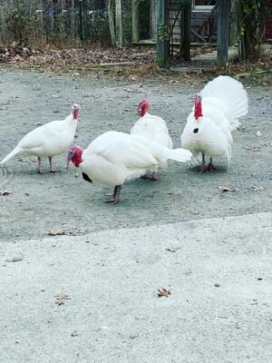 Male Beltsville Small White Turkey Toms