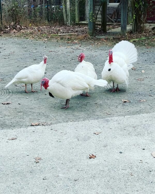 Male Beltsville Small White Turkey Toms