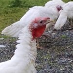 turkey breeds