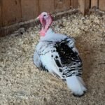 Female Royal Palm Turkeys