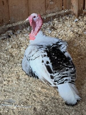 Female Royal Palm Turkeys