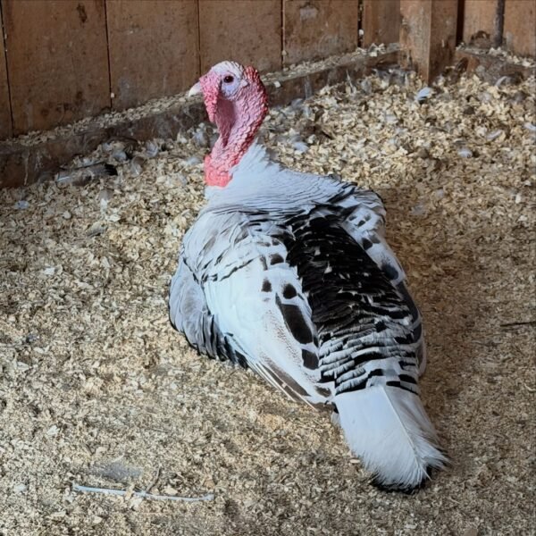 WhatsApp Image 2026-09-17 at 3.05.50 AM (1) Female Royal Palm Turkeys