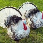 Male Royal Palm Turkey Toms