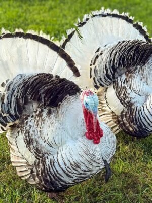 Male Royal Palm Turkey Toms