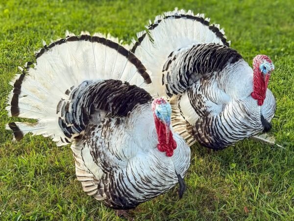 Male Royal Palm Turkey Toms