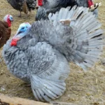 Male Slate Turkey Toms