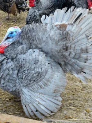 Male Slate Turkey Toms