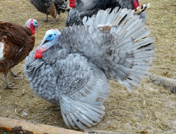 WhatsApp Image 2026-09-17 at 3.08.49 AM Male Slate Turkey Toms