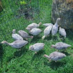 Female Slate Turkeys