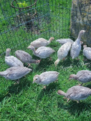 Female Slate Turkeys