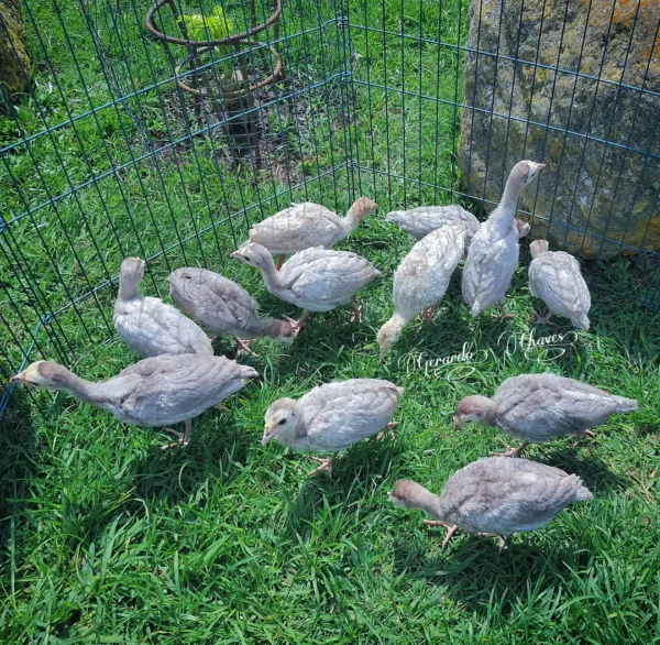 Female Slate Turkeys