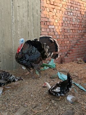 Male Standard Bronze Turkey Toms