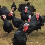 Female Black Spanish Turkeys