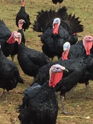 Female Black Spanish Turkeys